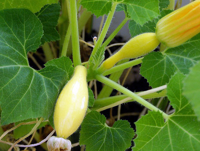 Yellow squash in Kathy Hester's garden. Image from Kathy's blog www.healthyslowcooking.com